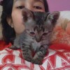 Mamemomayok