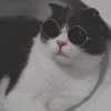 ᴘᴏʀꜱᴄʜᴇ