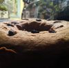 Breadstock Bolu