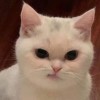 Fluffy