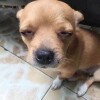 вαвє