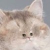 ppice