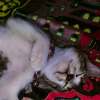 Safa