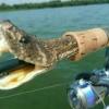 Pancing Kang
