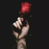 rose mawar