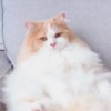 SweetButPsycho