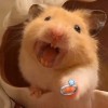 Imyourpui