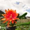 Debie Cacty Hoya Epiphyllum