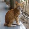 Tanyakanpeta