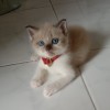 จุ๊กดุ๋ย