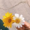 popsqii_