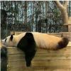 十三熊