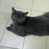 Muhamad Faiz Izz