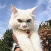 Fuzz