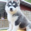 tasha