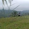 Ardiansyah