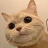 呵呵呵