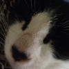 catlover81