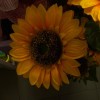 tournesol