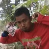 cemara