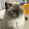 峰儿