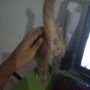 Hedy E