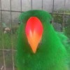 gogoro