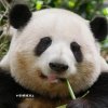 Ceci cheang