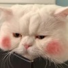 恐龙农糖