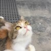 ozyaa