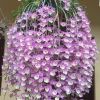 Myint Myint Mor