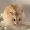 Fatfat