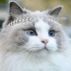 儍貓😸💓🍭🌸💍👑