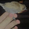 Abral Ppc