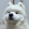 慧慧