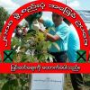Myo Naing