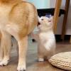(･ิϖ･ิ)っ