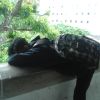 Hasane