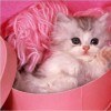 Cwek Shee CnCer