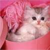 Cwek Shee CnCer