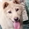 junyu