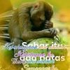 Tige Misbah