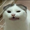 พะเลี้ยว