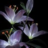 lavenderlily