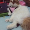 Nur Halimah Lubis