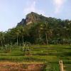 Cibunar Thea