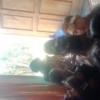 wawan