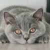 タッド
