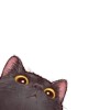 caatnz