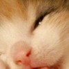 gingvgff